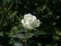 Foto weisse Rose
