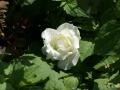 Foto weisse Rose