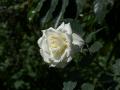 Foto weisse Rose
