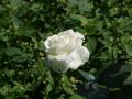 Foto weisse Rose