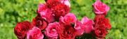 Rote und Rosa Rosen - Doppel Widescreen Monitor Hintergrund