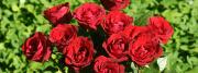 Red roses - Dual monitor wallpaper