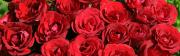 Red roses - dual monitor widescreen wallpaper
