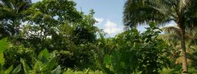 dual monitor - jungle vegetation and nature
