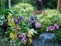 Colorful tropical orchid garden