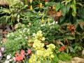 Blossoming garden with ornamental tropical plants