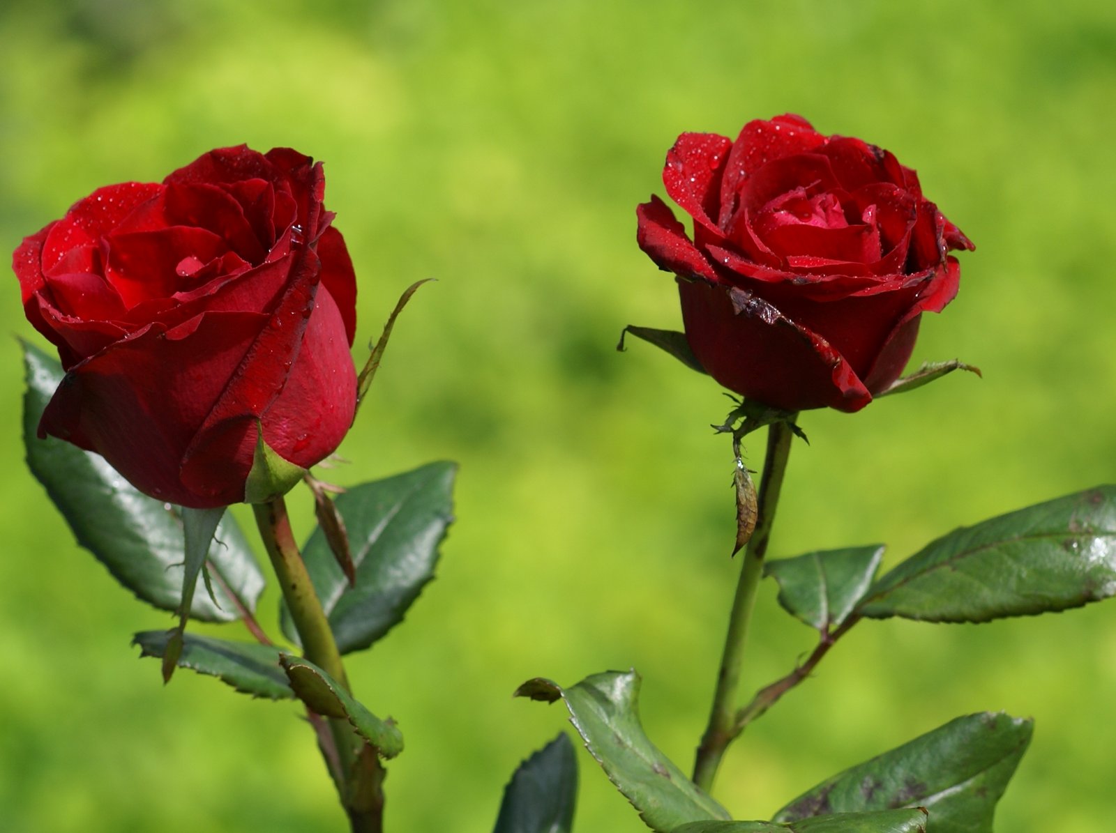 Nuevo significado tonto cuota de matrícula Rosas hermosas: Fotos rosas más bellas, fondos de pantalla rosas