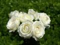 Fondos de pantalla ramo de rosas blancas más bellas