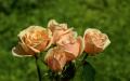 Bouquet de rose en couleur pêche
