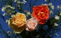Belles roses