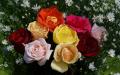 Bouquet de belles roses