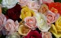 Roses en couleurs tendres