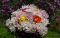Bouquet de chrysanthèmes et roses