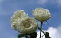 Roses blanches