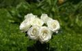 Bouquet de roses blanches