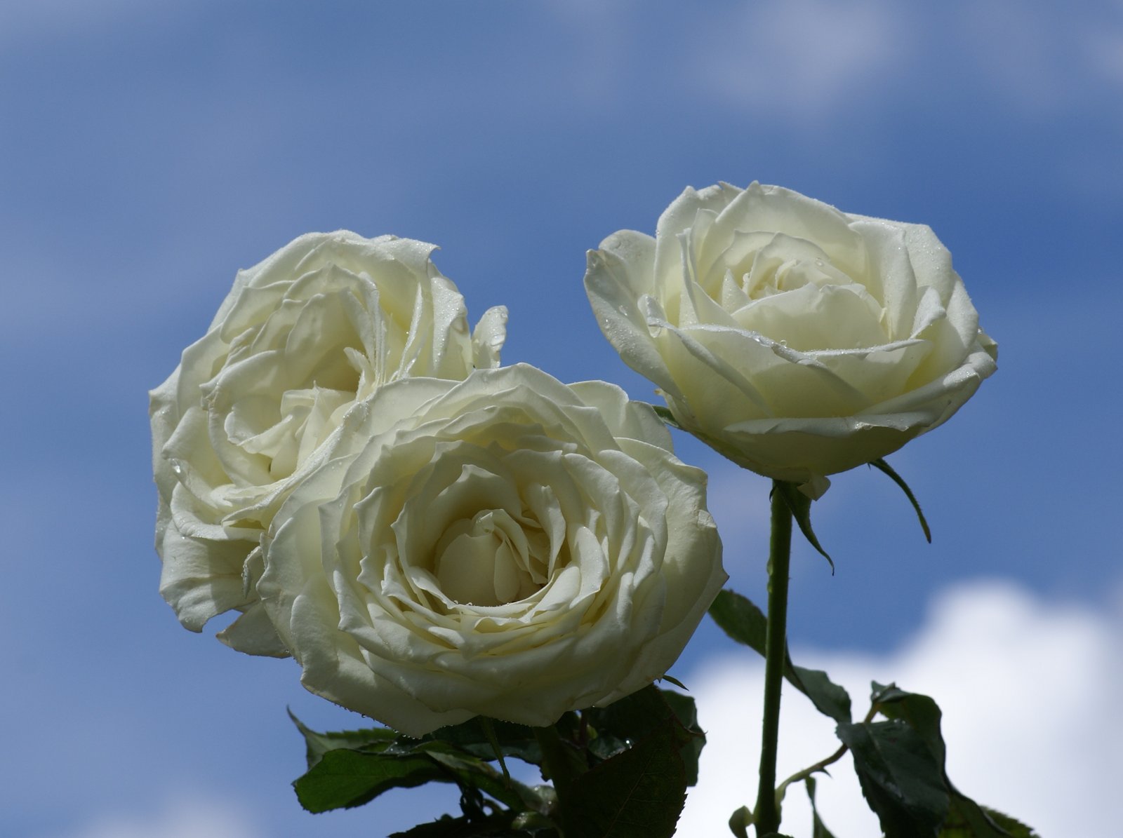 belles roses