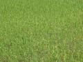 Green ricefield
