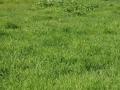 Lush green grass