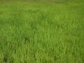 Lush green