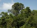 Green jungle nature