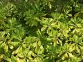 Green Mango tree