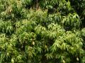 Green Mango tree