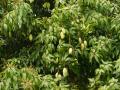 Green Mango tree