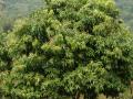 Green Mango tree