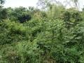 Green jungle nature