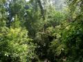 Green jungle nature