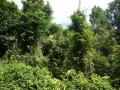 Green jungle nature