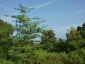 Green nature