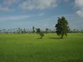 Green rice field scenery