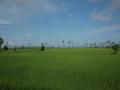 rice field