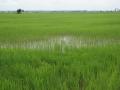 rice field