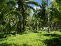 island nature