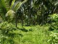 Lush green