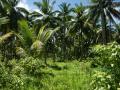 Lush green