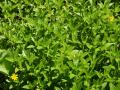 Lush green