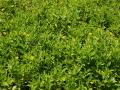 Lush green tropical island nature