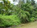 Fonds d'écran nature - végétation tropicale d'île Mindoro