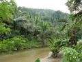 Fonds d'écran nature - végétation tropicale d'île Mindoro