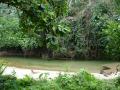 Fonds d'écran nature - végétation tropicale d'île Mindoro