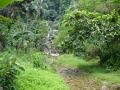 Fonds d'écran nature - végétation tropicale d'île Mindoro
