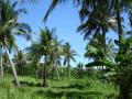 Océan Pacifique - Fonds d'écran nature - végétation tropicale d'île