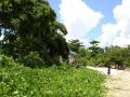 Océan Pacifique - Fonds d'écran nature - végétation tropicale d'île