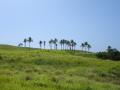 Océan Pacifique - Fonds d'écran nature - végétation tropicale d'île