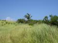 Océan Pacifique - Fonds d'écran nature - végétation tropicale d'île