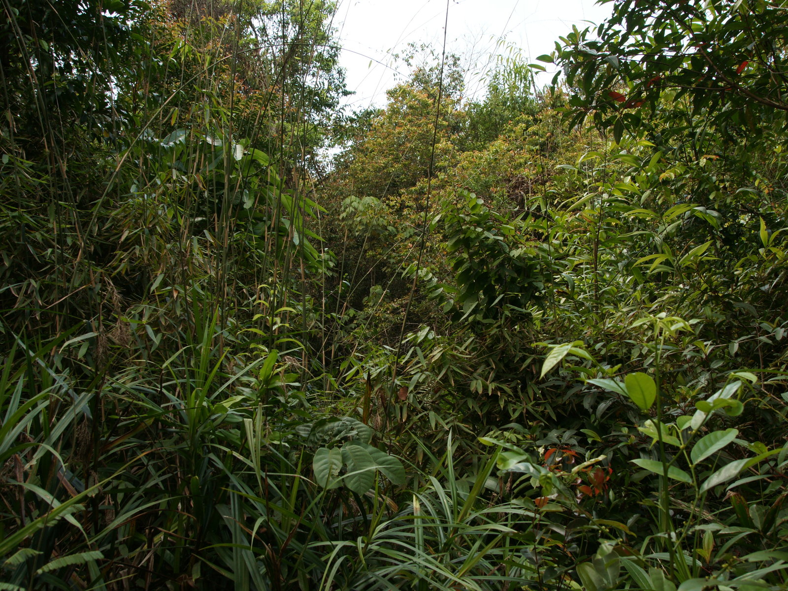 Download this Jungle Vegetation picture