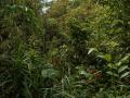 Dschungel Bilder